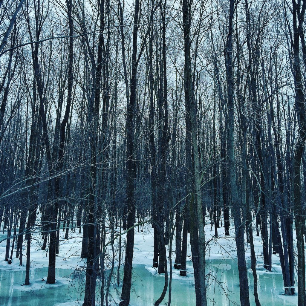 Flooded Forest